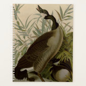Audubon Canada Oies Oiseaux sauvages (Devant)