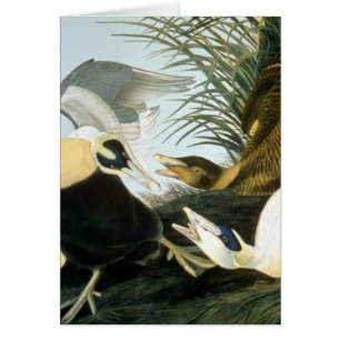 Audubon : Canard d'Eider