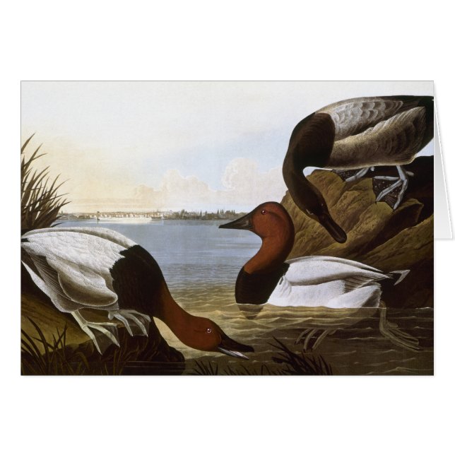 Audubon : Canvasback (Devant Horizontal)
