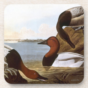 Audubon: Canvasback Bier Onderzetter