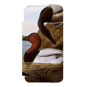 Audubon: Canvasback