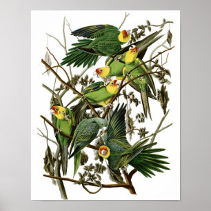 Audubon Carolina Paraket Poster Print