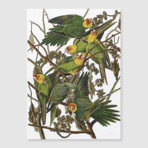 Audubon Carolina Parrot Bird illustratie