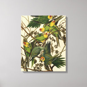 Audubon Carolina Parrot Bird illustratie Canvas Afdruk