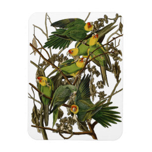 Audubon Carolina Parrot Bird illustratie Magneet