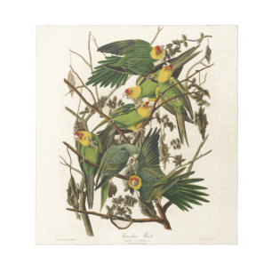 Audubon Carolina Parrot Bird illustratie Notitieblok
