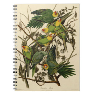 Audubon Carolina Parrot Bird illustratie Notitieboek