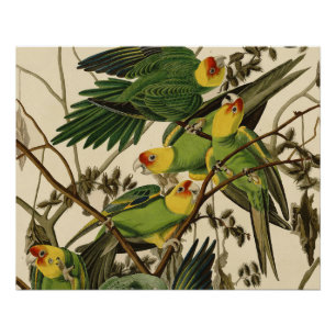 Audubon Carolina Parrot Bird illustratie Perfect Poster