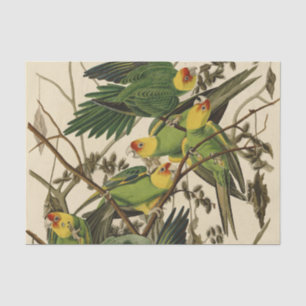 Audubon Carolina Parrot Bird illustratie Tissuepapier