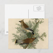 Audubon Cedar Waxwing Bird Briefkaart (Voorkant / Achterkant)