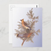 Audubon Cedar Waxwing Bird Briefkaart (Voorkant / Achterkant)