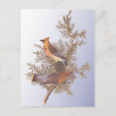 Audubon Cedar Waxwing Bird Briefkaart (Voorkant)