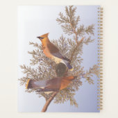 Audubon Cedar Waxwing Bird on Evergreen Juniper (Dos)