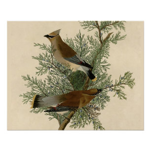 Audubon Cedar Waxwing Bird Perfect Poster