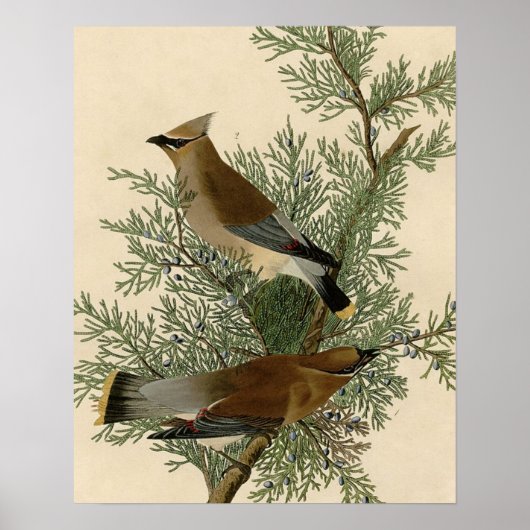 Audubon Cedar Waxwing Bird Poster (Voorkant)