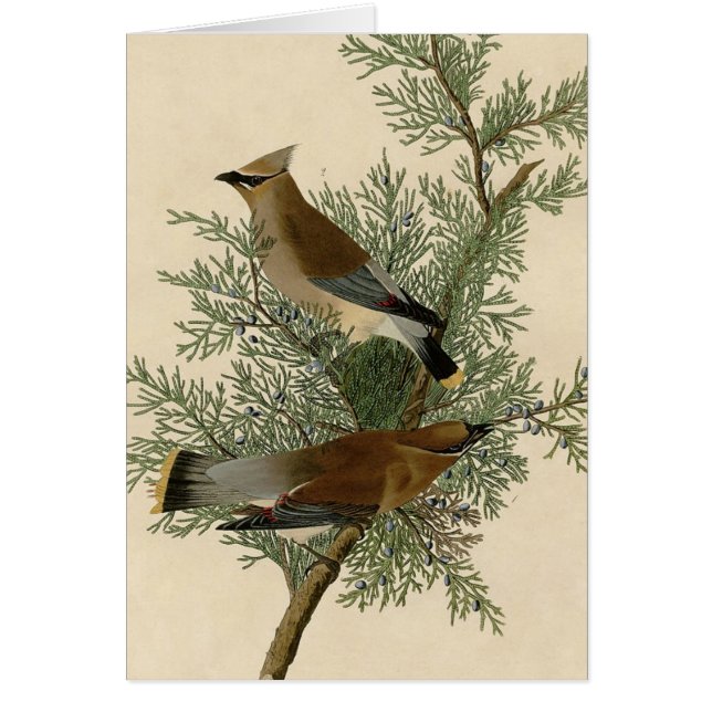 Audubon Cèdre cire oiseau (Devant)