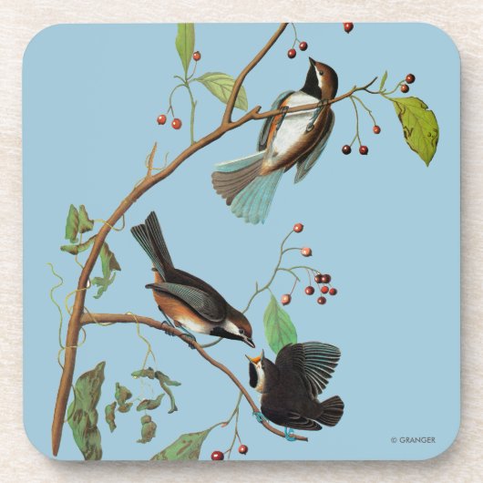 Audubon: Chickadee Drankjes Onderzetter (Voorkant)