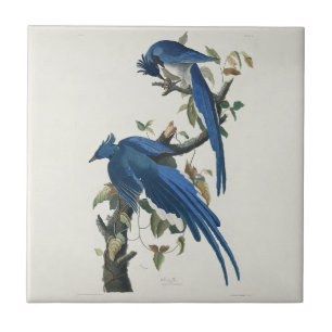 Audubon Columbia Jay Black Throated Magpie Jay Tegeltje