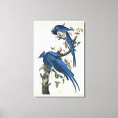 Audubon Columbia Jay zwart keel ekster Jay Canvas Afdruk (Voorkant)