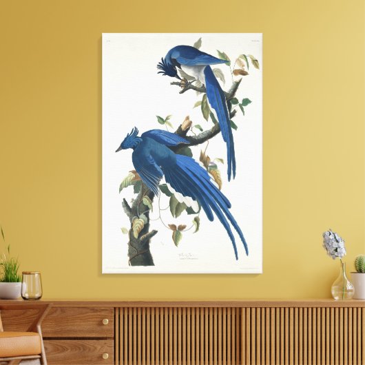 Audubon Columbia Jay zwart keel ekster Jay Canvas Afdruk (Insitu (Woonkamer))
