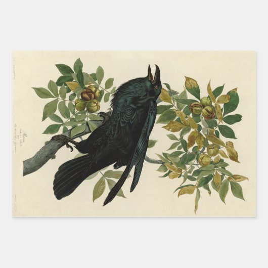 Audubon Columbia Jay zwart keel ekster Jay Inpakpapier Vel (Voorkant 3)