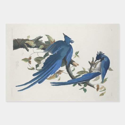 Audubon Columbia Jay zwart keel ekster Jay Inpakpapier Vel (Voorkant)