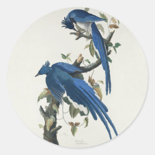 Audubon Columbia Jay zwart keel ekster Jay Ronde Sticker