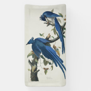Audubon Columbia Jay zwart keel ekster Jay Spandoek