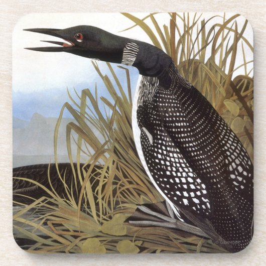 Audubon: Common Loon Bier Onderzetter (Voorkant)
