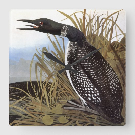 Audubon: Common Loon Vierkante Klok (Voorkant)