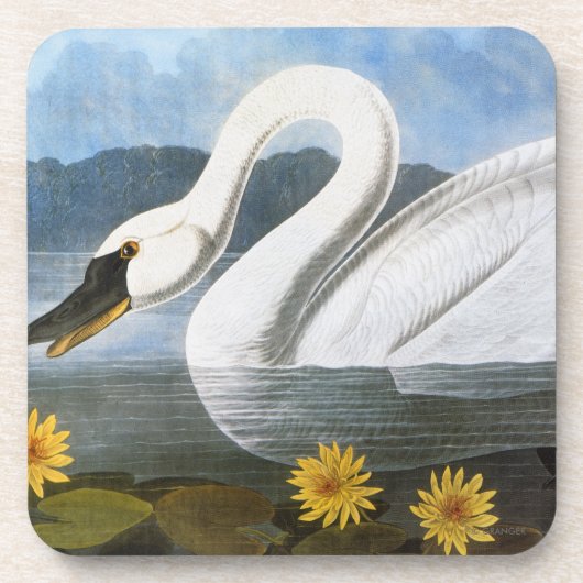 Audubon: Common Swan Onderzetter (Voorkant)