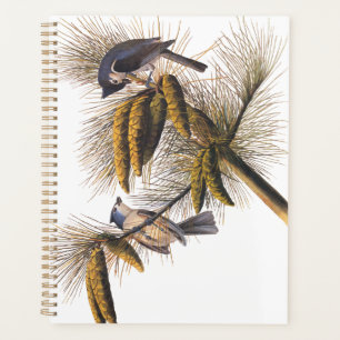 Audubon Crested Titmouse Birds in Pine Tree