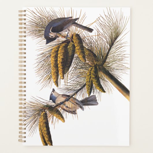 Audubon Crested Titmouse Birds in Pine Tree (Devant)