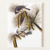 Audubon Crested Titmouse Birds in Pine Tree (Dos)