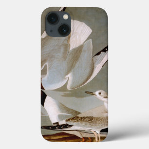 Audubon: De Zeemeeuw van Bonaparte iPhone 13 Hoesje