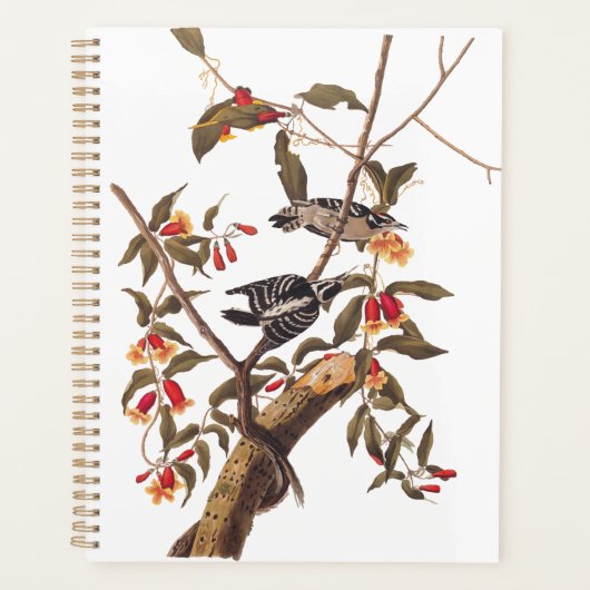 Audubon Downy Pic Couple aux fleurs (Devant)