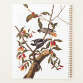 Audubon Downy Pic Couple aux fleurs (Dos)