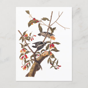 Audubon Downy Woodpecker Couple met Flowers Briefkaart