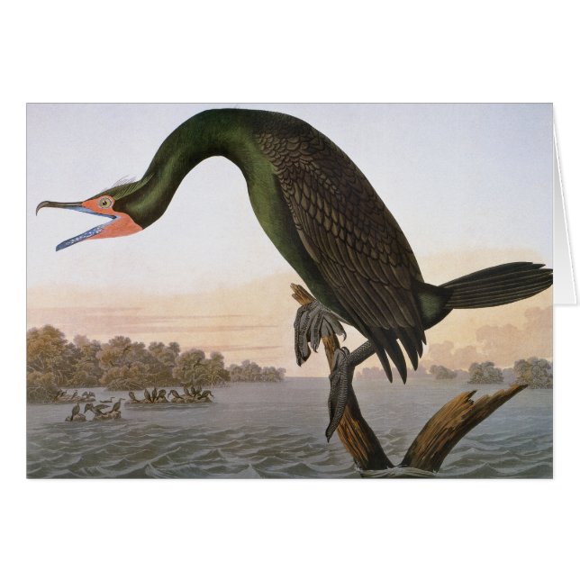 Audubon: dubbelvoudig aangemaakte aalscholver (Voorkant Horizontaal)