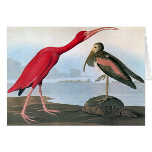 Audubon : Écarlate IBIS
