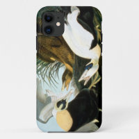 Audubon: Eider Duck