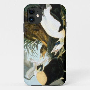Audubon: Eider Duck iPhone 11 Hoesje