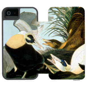 Audubon: Eider Duck