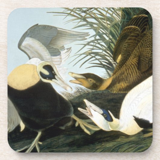 Audubon: Eider Duck Onderzetter (Voorkant)