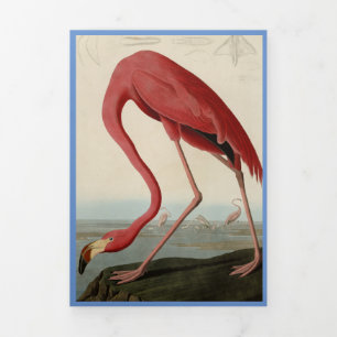 Audubon Flamant rose Bird Imprimer Modèle