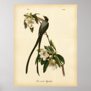 Audubon  Floral Bird Fork tailed Flycatcher Poster