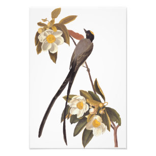Audubon Fork-Tailed Flycatcher Bird  Art Foto Afdruk
