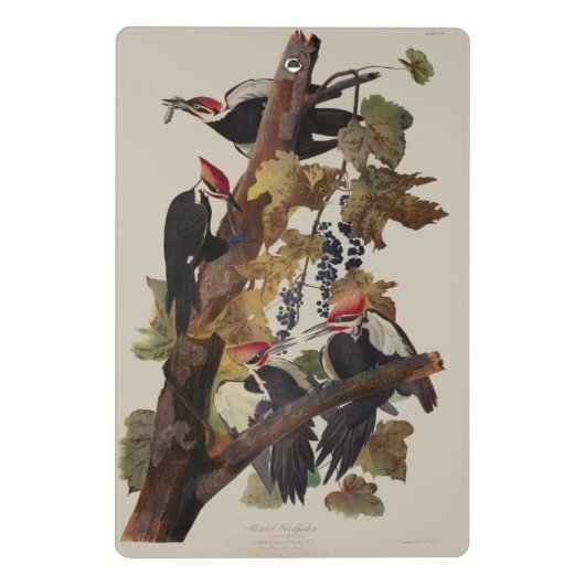 Audubon gepileerde specht vogelschilderij mini klembord (Achterkant)