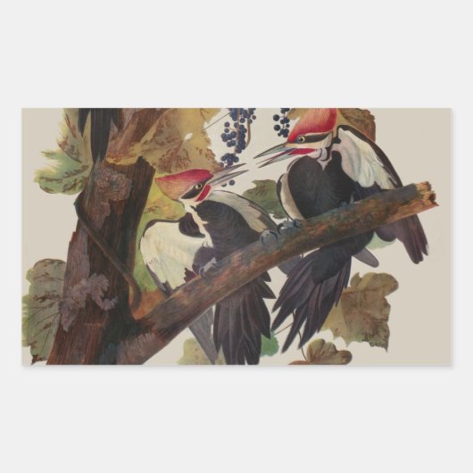 Audubon gepileerde specht vogelschilderij rechthoekige sticker (Voorkant)