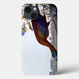 Audubon: Glanzende Ibis iPhone 13 Hoesje
